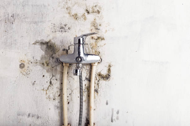 Best Residential Mold Removal  in Orcdlands Estates, HI