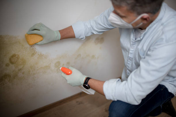 Best Attic Mold Removal  in Orcdlands Estates, HI