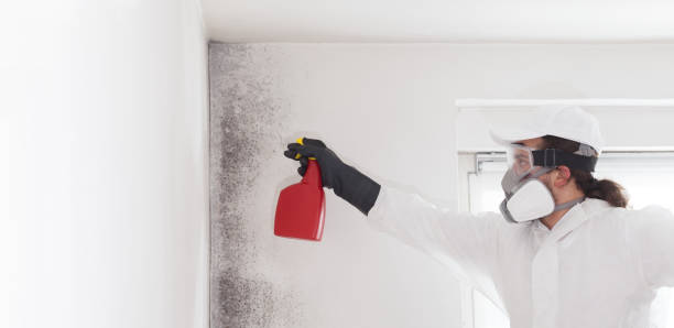 Best Best Mold Removal Companies  in Orcdlands Estates, HI