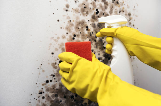 Best Office Mold Removal Services  in Orcdlands Estates, HI