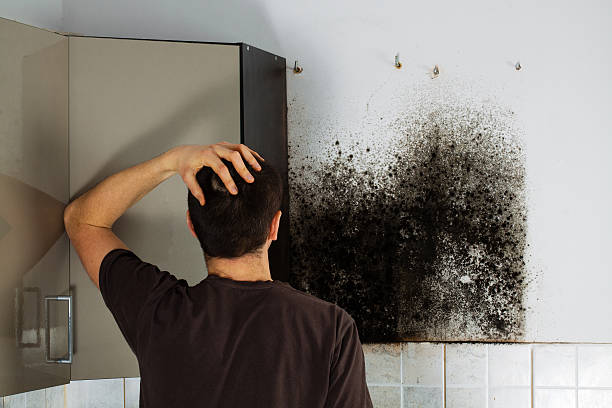 Best Commercial Mold Removal  in Orcdlands Estates, HI