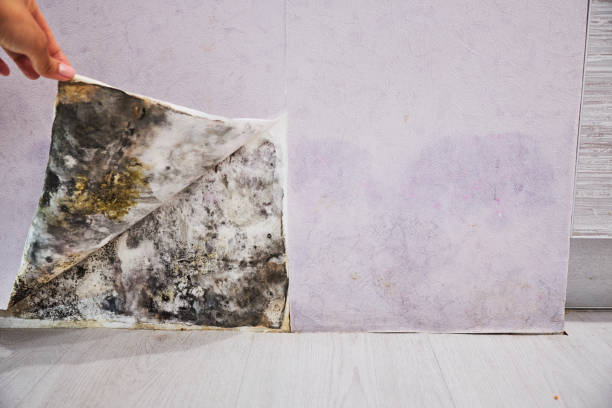 Best Fast Mold Removal  in Orcdlands Estates, HI